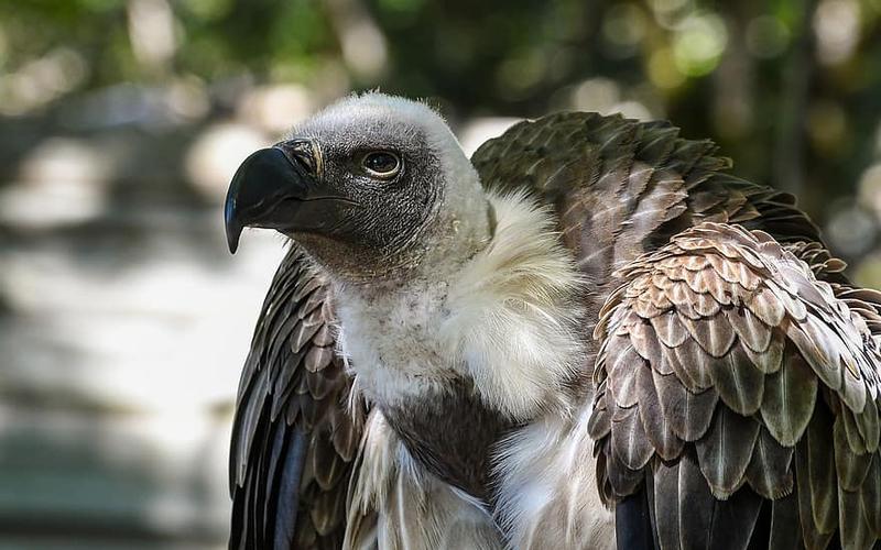 Vultur cu spinarea alba, Foto: Pikist.com