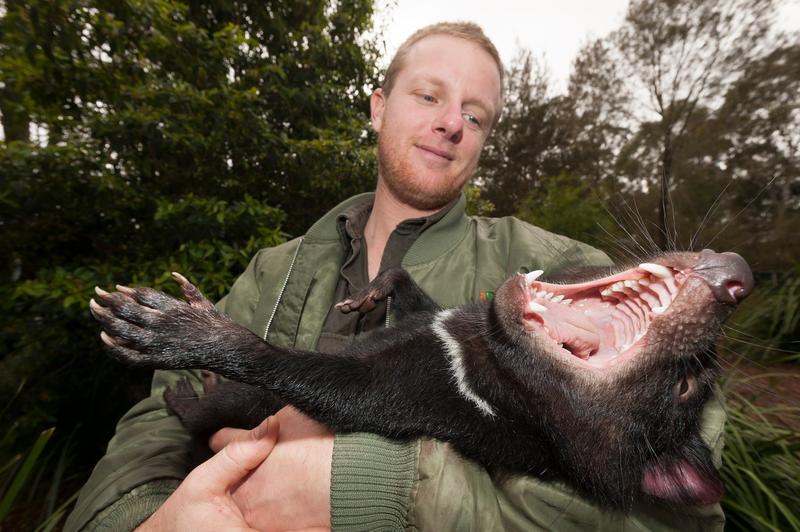 Diavol tasmanian, Foto: Roland Seitre / Minden Pictures / Profimedia Images