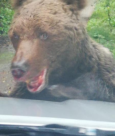 Urs, Foto: Salvamont Busteni