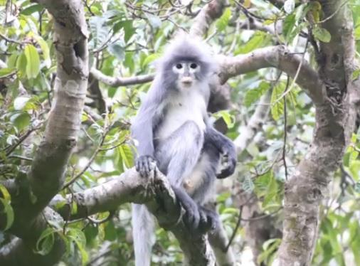 o noua specie de maimuta, Foto: Captura