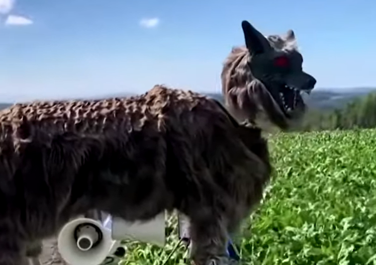 lupi roboti, Foto: Captura video