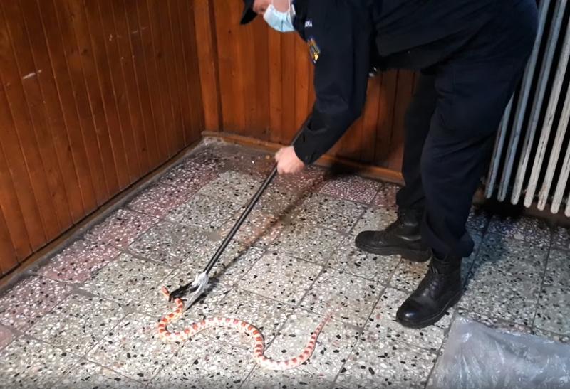 Șarpe capturat într-o scară de bloc, Foto: Captura video