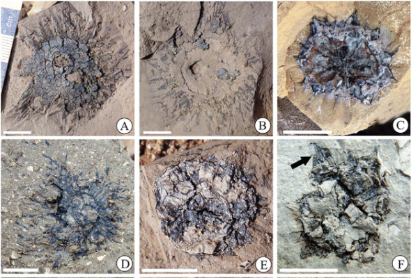 Frunze fosilizate, Foto: Agerpres/Xinhua