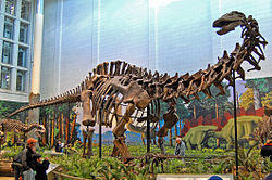 Schelet de Apatosaurus, Foto: Carnegie Institution