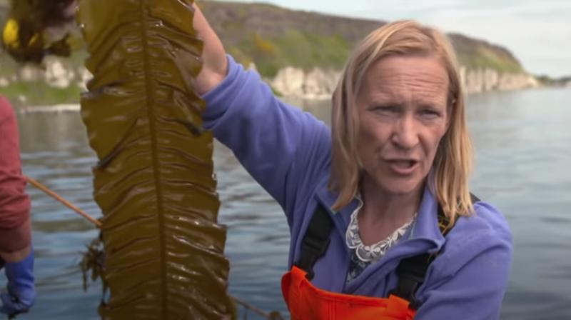 Algele, o sursa sustenabila de hrana, Foto: youtube.com