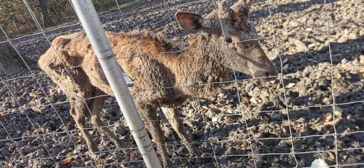 cerb de la Gradina Zoologica din Timisoara, Foto: tion.ro