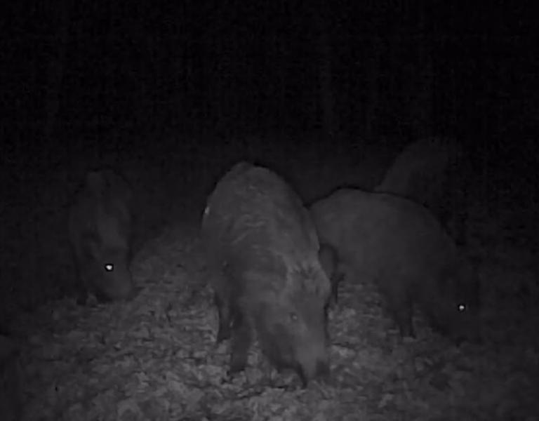 Mistreti, Foto: Romsilva