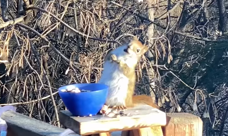 veverita beata, Foto: Captura video