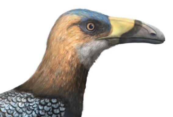 Falcatakely Forsterae, Foto: YouTube