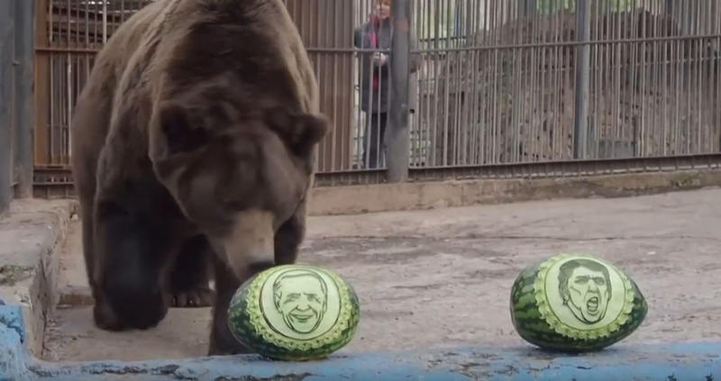 Ursul siberian, Foto: Captura YouTube
