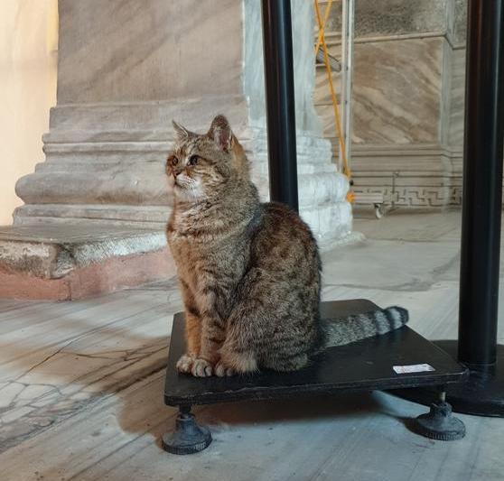 Gli, pisica de la Hagia Sophia - Istanbul, Foto: Hotnews