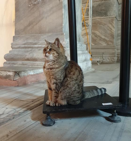 Gli, pisica de la Hagia Sophia - Istanbul, Foto: Hotnews