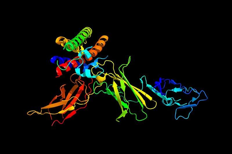 Structura proteine, Foto: Dr. Tim Evans / Sciencephoto / Profimedia Images