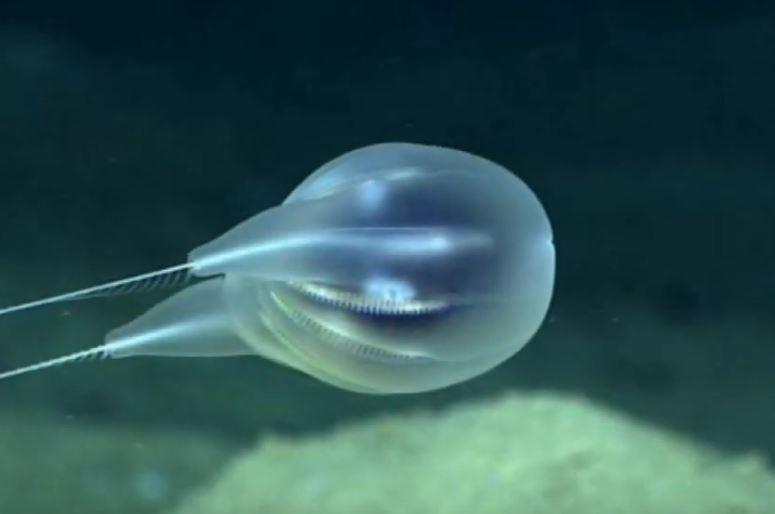 Specie noua de ctenophora, Foto: youtube.com