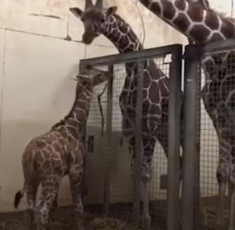 Girafa Margareta, Foto: youtube.com