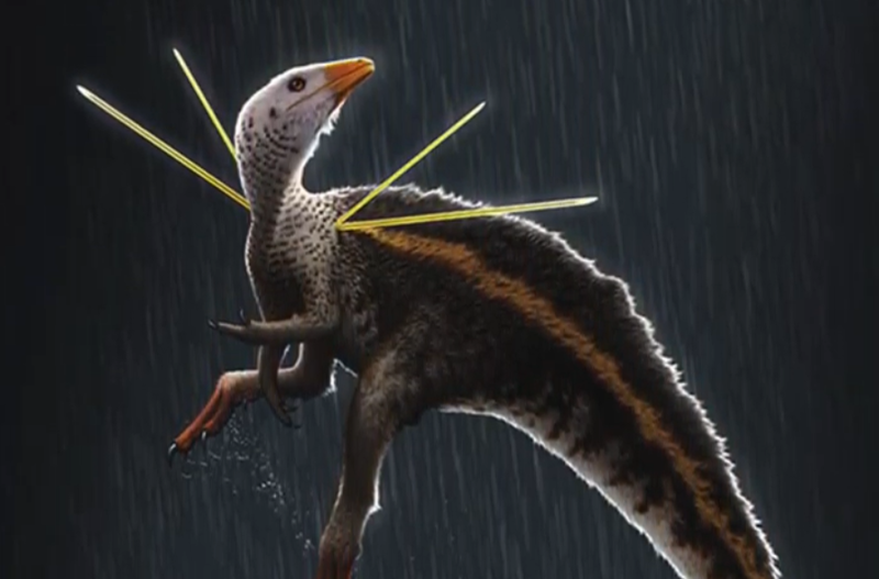 Ubirajara jubatus, Foto: Captura YouTube