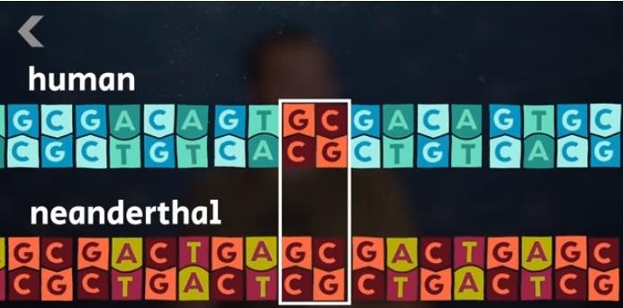 Secvențe genetice comune, Foto: youtube.com
