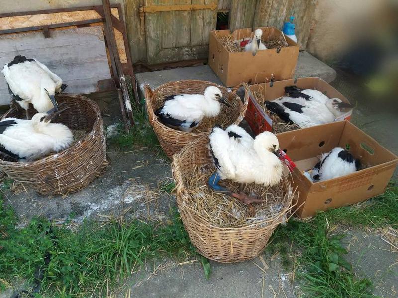 Prietenii Berzelor, Foto: Asociatia Prietenii Berzelor