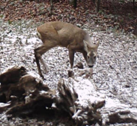 Caprior, Foto: Asociația Wild Caraș-Severin