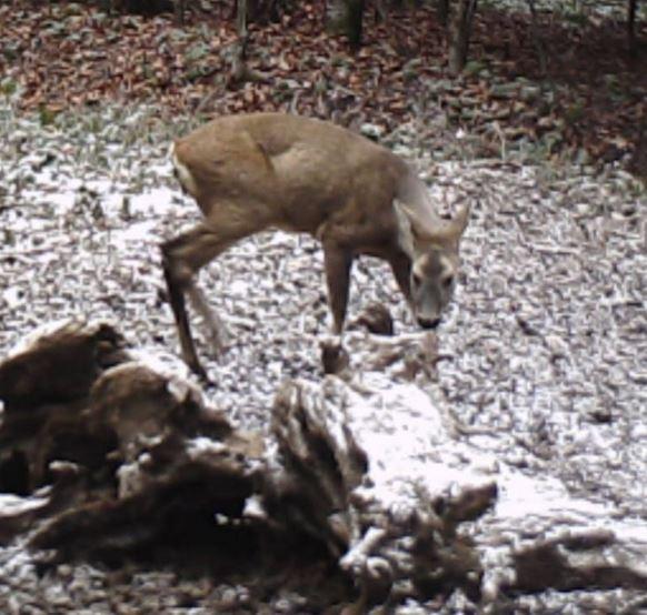 Caprior, Foto: Asociația Wild Caraș-Severin