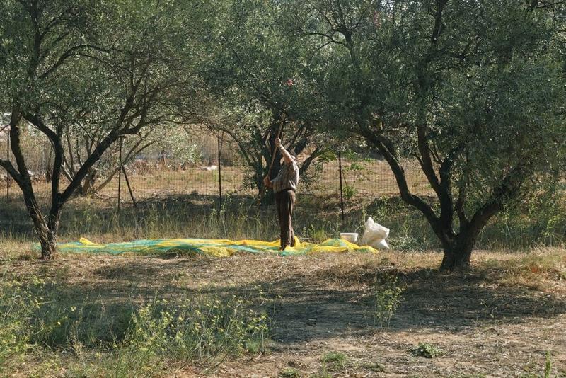 La cules de masline in Atena, Foto: Dimitris Kolyris, Dreamstime.com