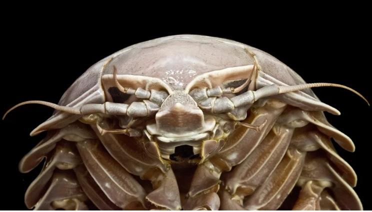 Bathynomus rakasa, Foto: SJADES 2018