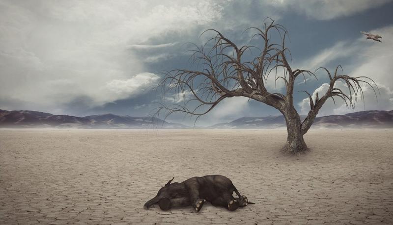 Extincție, Foto: Public Domain Pictures