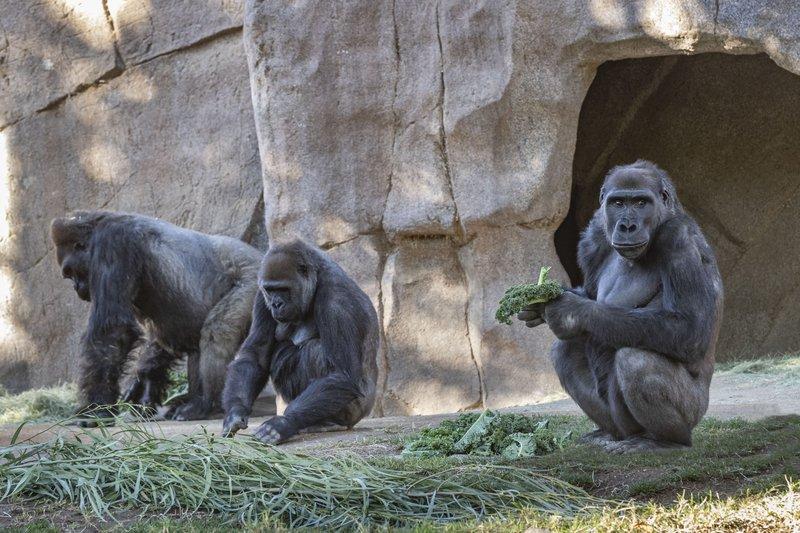 Gorile infectate cu Covid-19 (San Diego Safari Park), Foto: Hotnews
