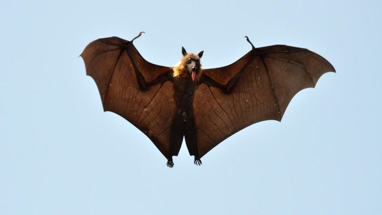 Liliac, Foto: Profimedia Images