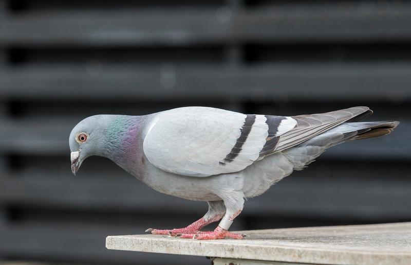 Porumbel de curse, Foto: Suriya Silsaksom / Alamy / Profimedia Images