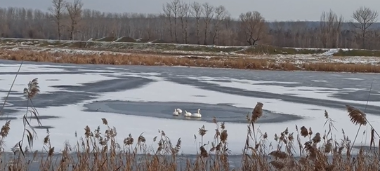 lebede blocate, Foto: Captura video