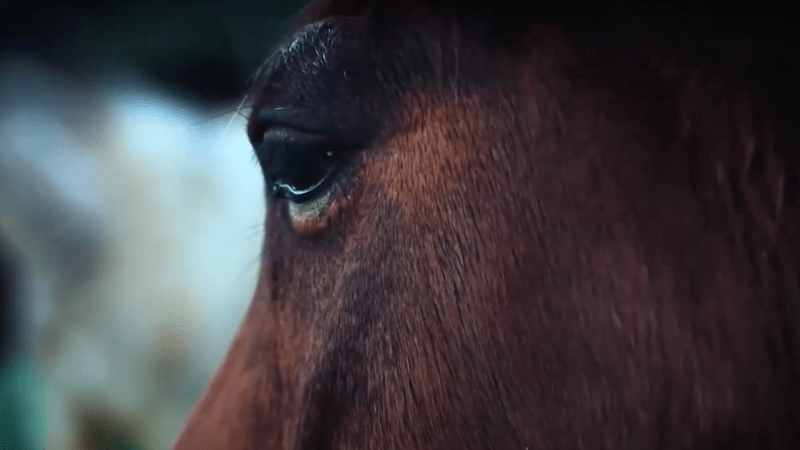 Caii de la Letea, Foto: Hotnews