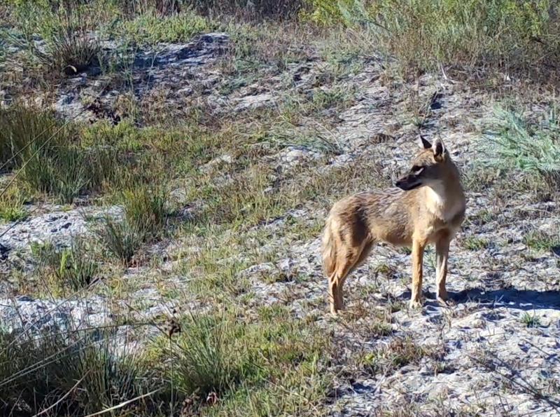 Sacal auriu, filmat in Tulcea, Foto: Captura YouTube