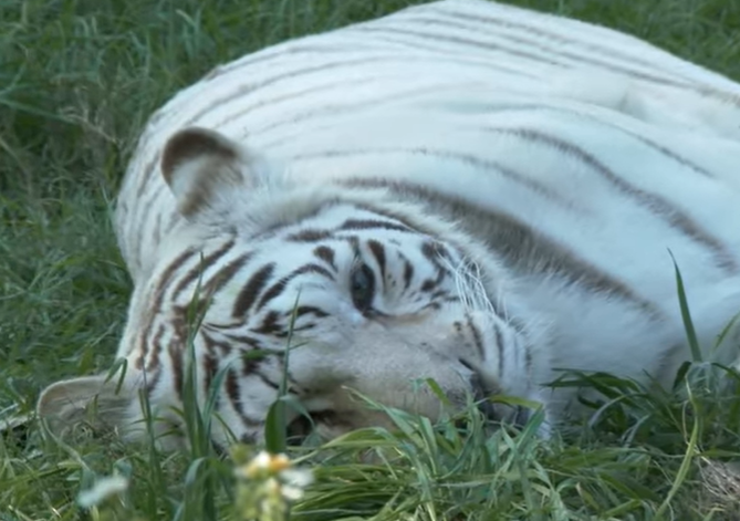 tigru alb, Foto: Captura YouTube