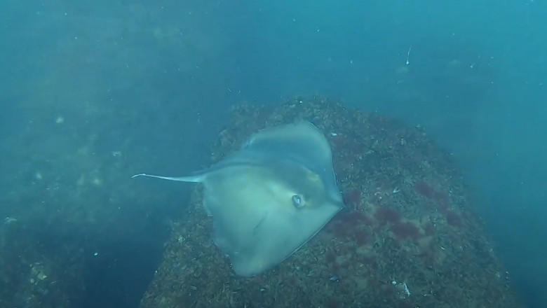 Pisica de mare filmata in Marea Neagra, Foto: Captura YouTube