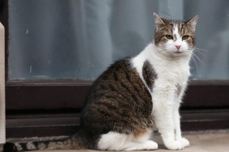 Larry, motanul din Downing Street, Foto: Luciana Guerra / PA Images / Profimedia