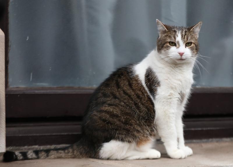 Larry, motanul din Downing Street, Foto: Luciana Guerra / PA Images / Profimedia