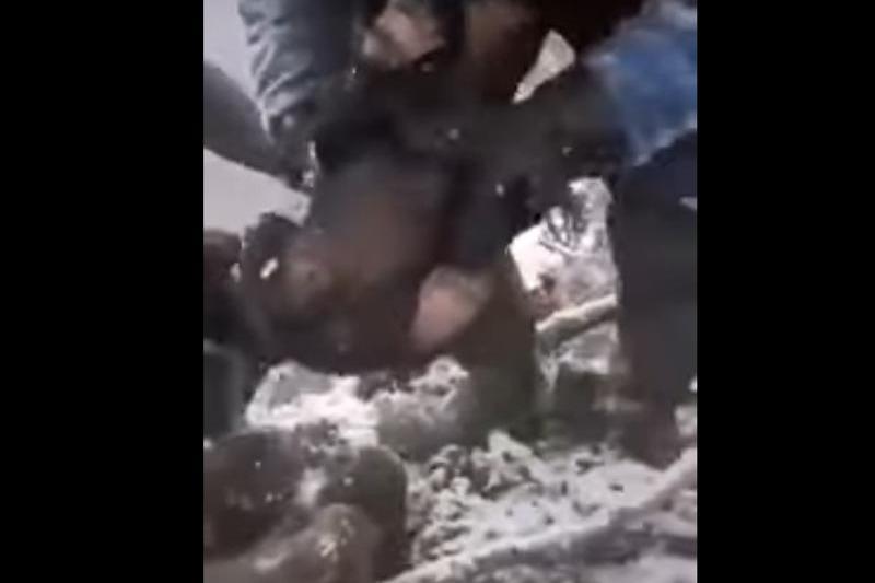 Pui de urs, Foto: Captura video