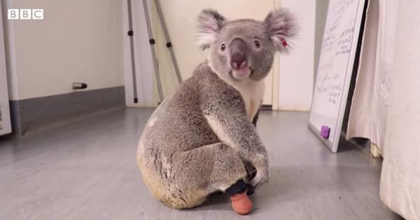 Triumph (screenshot), Foto: Hotnews