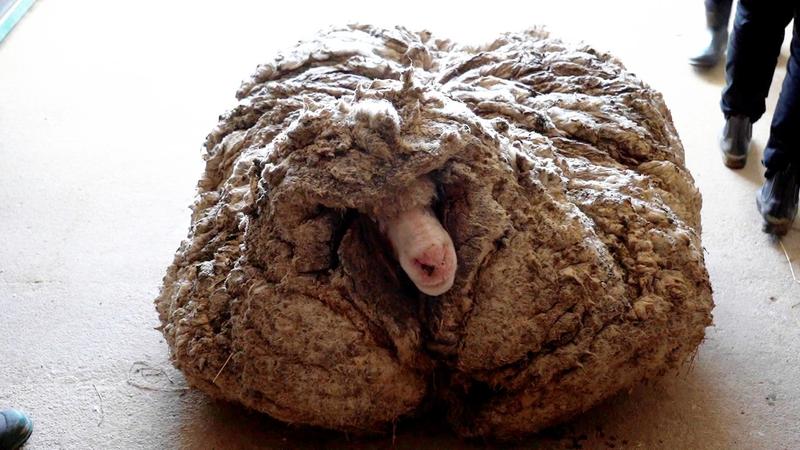 Baarack, Foto: Edgar's Mission / / SWNS / Profimedia