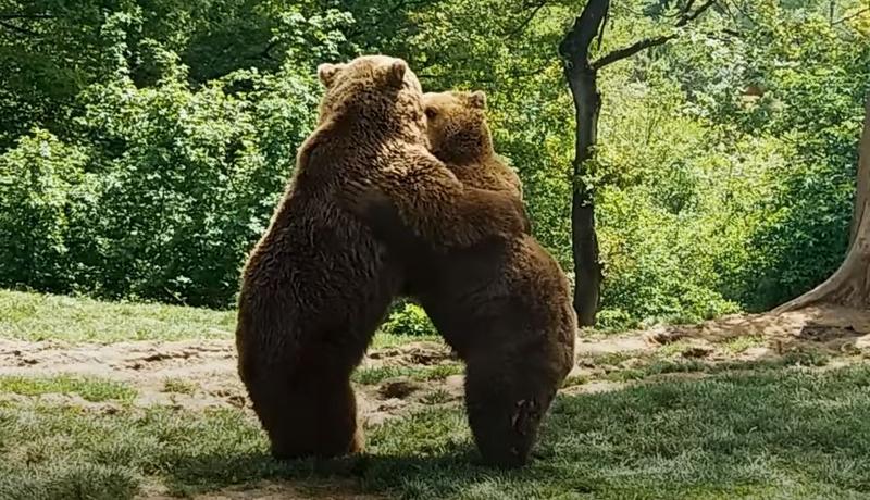 Rezervația de urși Libearty Sanctuary, Foto: Hotnews