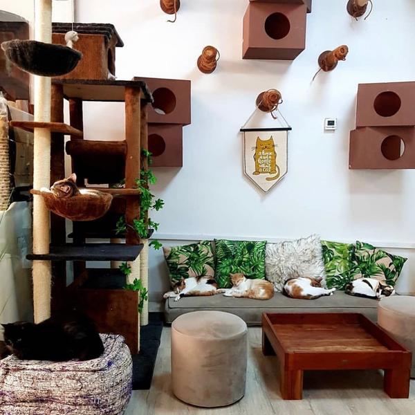 Cafeneaua cu pisici, Dubai (sursa foto: Facebook), Foto: Hotnews