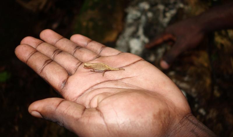 Nano-cameleonul Brookesia, Foto: Suzanne Long / Alamy / Profimedia Images