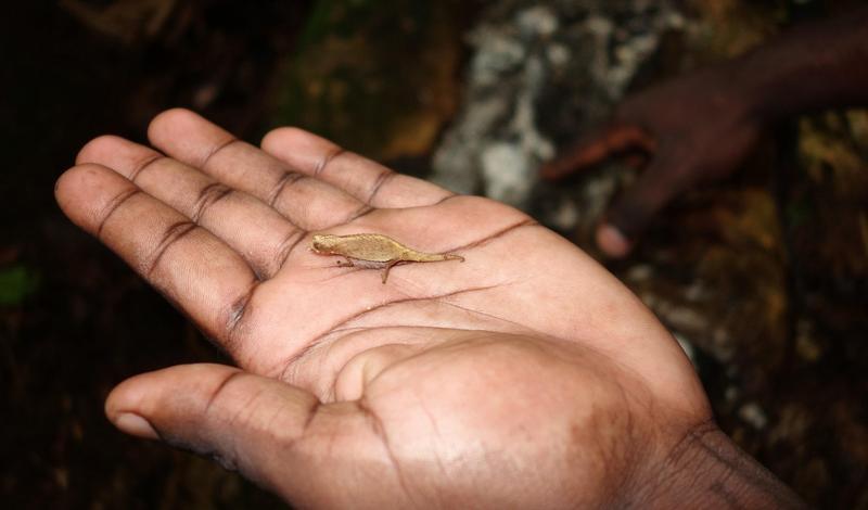 Nano-cameleonul Brookesia, Foto: Suzanne Long / Alamy / Profimedia Images