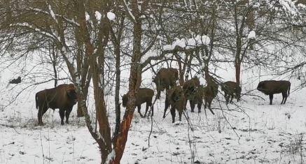 Turma de Zimbri, Foto: Romsilva