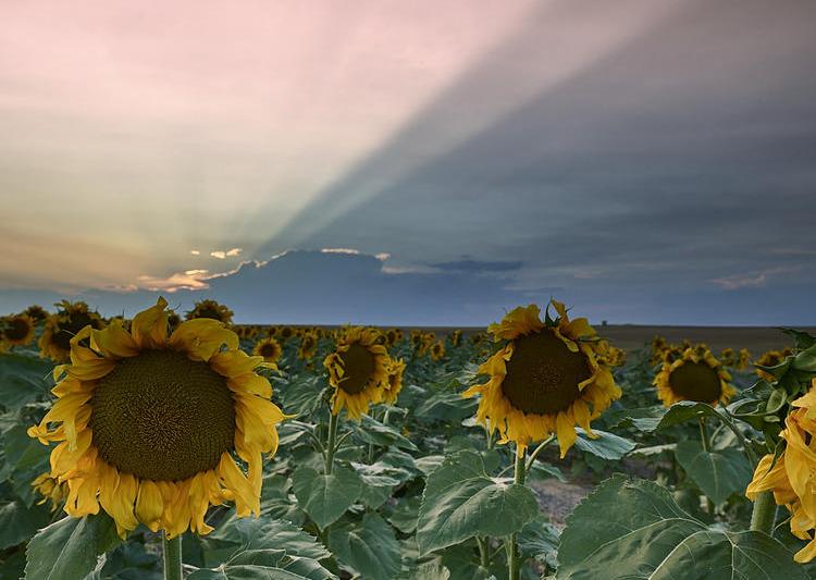 Floarea soarelui, Foto: Flickr