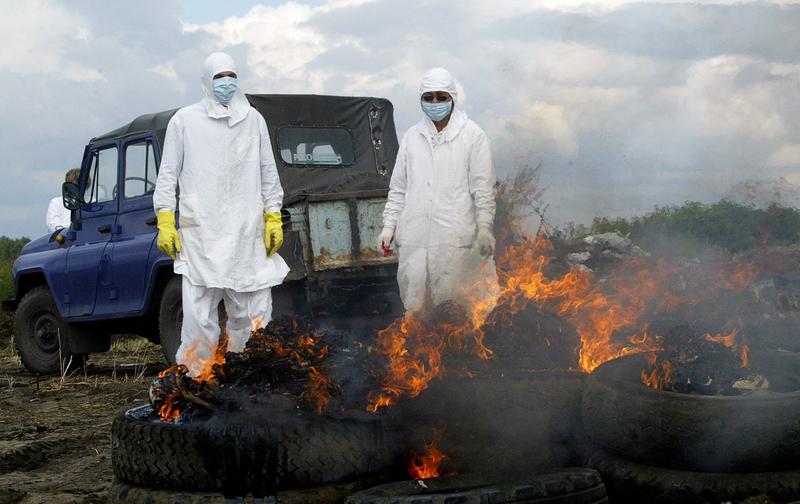 Focar de gripa aviara in Rusia, Foto: Yuri Tutov / AFP / Profimedia Images