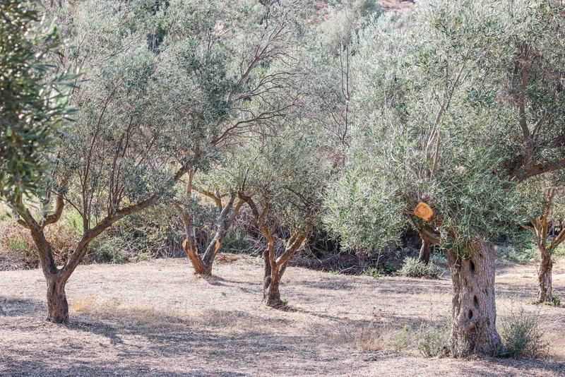 Maslinii seculari din Spania sunt taiati pentru a face loc metodelor intensive de pomicultura, Foto: Nicolas Economou-NurPhoto / Shutterstock Editorial / Profimedia Images