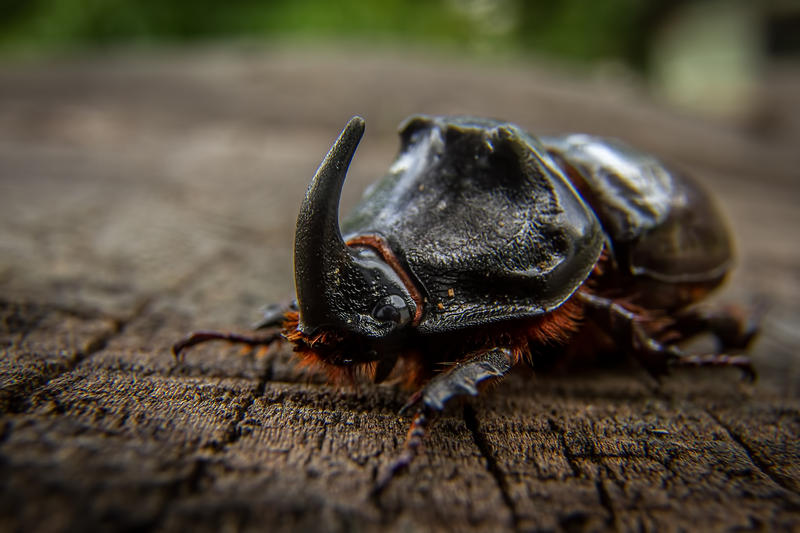 Gândacul rinocer, Foto: Adrian Ruicanescu