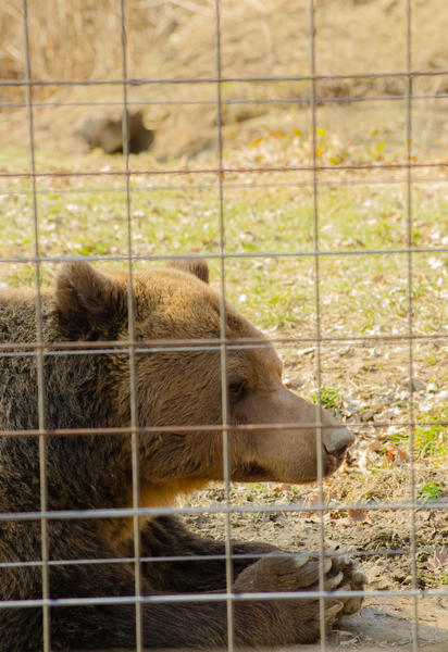 Urs-sanctuarul de la Zarnesti, Foto: Hotnews